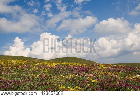 View Of Wonderful Flowering Mountain Meadow In Umbria During Spring Season