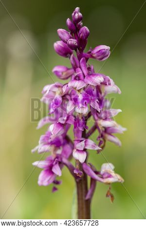 Close Up Of An Early Purple Orchid (orchis Mascula) Flower In Bloom