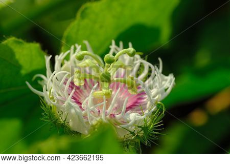 Passiflora Foetida In The Nature Of Tropical Plant With Beautiful Flower On Leaf Background