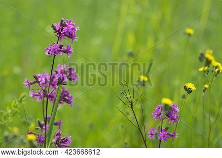 Viscaria Vulgaris. Flowering Meadow. Delicate Pink Flowers Close-up. European Summer Nature. Country