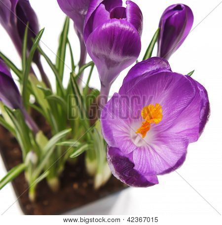 Crocus.