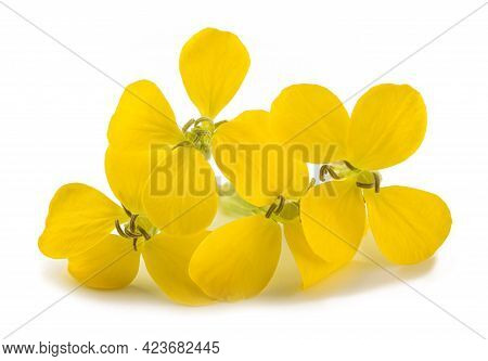 Yellow Wallflowers Isolated On A White Background