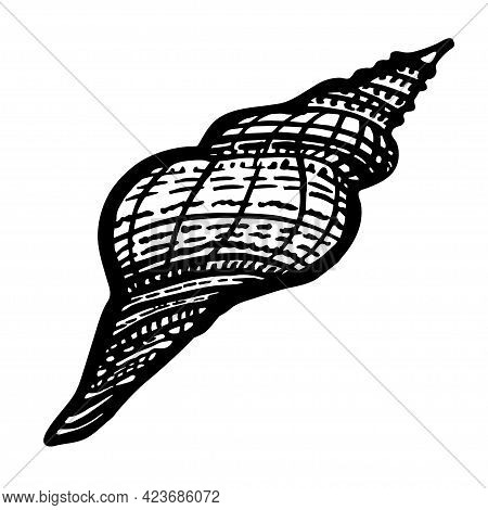 Curled Marine Seashell Of Freehand Black Ink Line Isolated On White. Amazing Inhabitant Of The Seabe