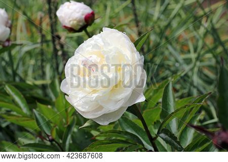 White Double Peony, Paeonia Lactiflora Variety Festiva Maxima, Flowers With Other Flowers And Buds B