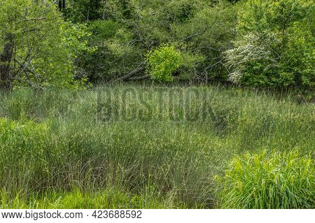 Lush Tall Grasses Bushes And Sedges Growing In Muddy Shallow Water At The Wetlands With A Flowering 