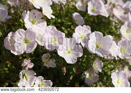 Summertime. Pale Pink Flowers Of Oenothera Stemless Close-up. Top View.
