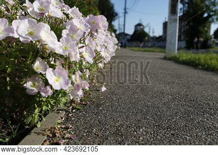 Pale Pink Oenothera Flowers Without Stems Close-up, Growing In A Flower Bed Along The Sidewalk. Soft
