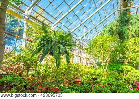 Coelogyne Orchid In A Hanging Coconut Pot Among Maples And Flowering Rhododendrons, In The Greenhous