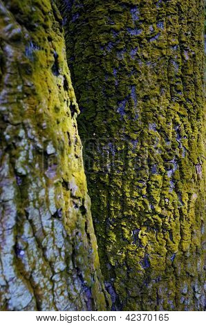 Albero di copertura di muschio