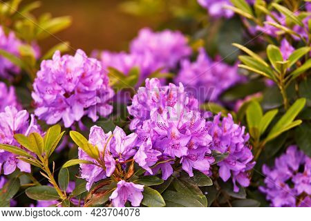 Rhododendron Blooming Flowers In Spring Botanical Garden.