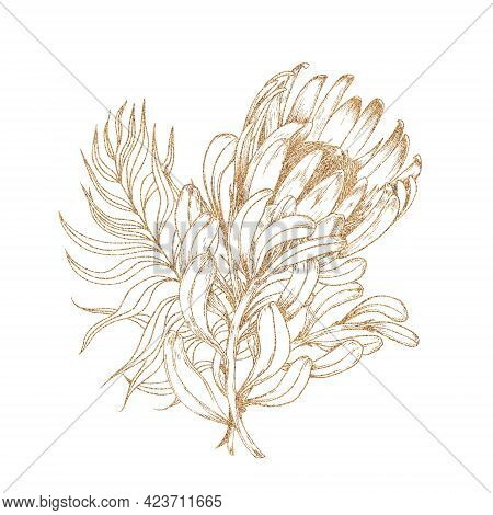 Floral Protea And Leaves Arrangement. Gold Graphic Illustration On White Background.