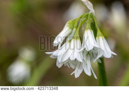 Three Cornered Leek (allium Triquetrum) Flower