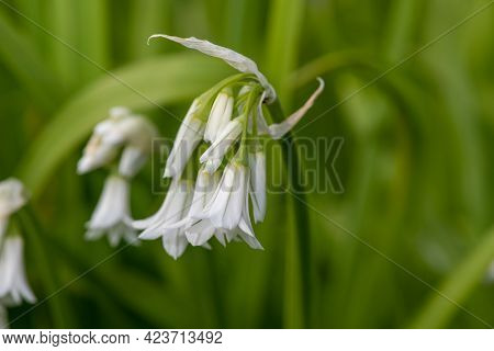 Three Cornered Leek (allium Triquetrum) Flower
