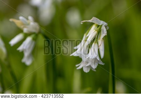 Three Cornered Leek (allium Triquetrum) Flower