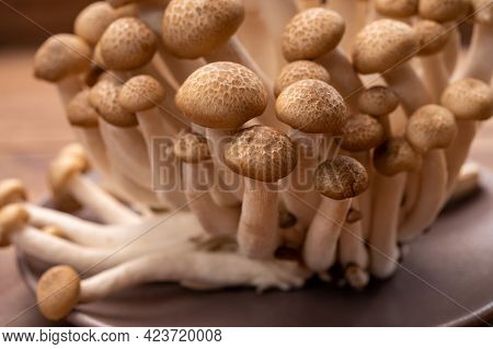 Shimeji Edible Mushrooms Native To East Asia, Buna-shimeji Is Widely Cultivated And Rich In Umami Ta