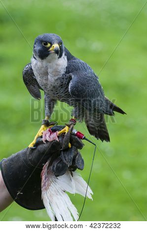 Peregrine Falcon (falco Peregrinus On Training