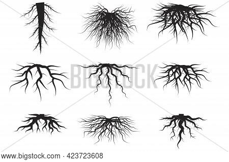 Black Roots Set On White Background. Spring Season. Floral Background Set. Floral Branch. Vector Ill