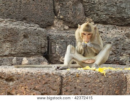 Macaco comendo fruta sobre a parede de pedra