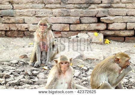 o velho macaco descansar e relaxar