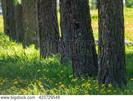 Straight Trunks Of Larch Trees In A Green Meadow. Larix Sibirica, The Siberian Larch Or Russian Larc