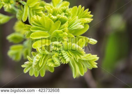 Green Bushes With Young Leaves In The Sunset. Background Springtime Image. Caragana Arborescens, The