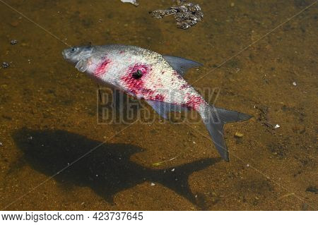 A Dead Fish With A Bloody Wound In The Water. Natural Color Background And Concept For Environment A