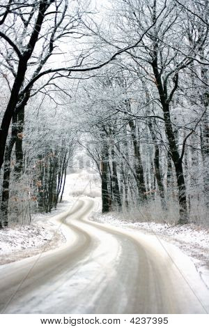 Camino en el bosque