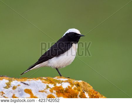 The pied wheatear (Oenanthe pleschanka) in natural habitat