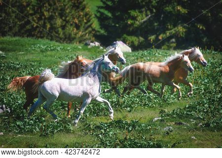 Haflinger Horses Free In Mountain Meadows In Italy