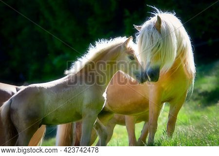 Mother And Baby Of Haflinger Horses In Italy