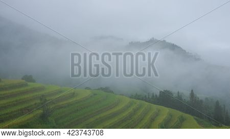 Paddy Field Or Rice Field. Closeup Of Yellow Paddy Rice Field In Autumn. Royalty High-quality Free S