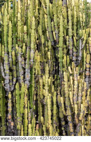 Candelabra Tree (euphorbia Candelabrum) Is A Succulent Shrub Endemic To Eastern Africa.