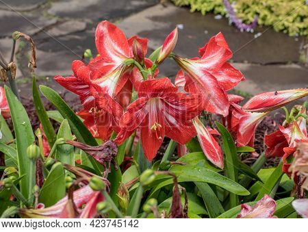 Amarylis Flower, Full Bloom In A Tropical Botanical Garden. Hippeastrum Amarylli