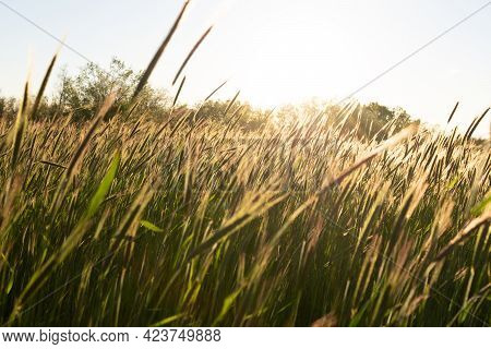 Grainfield At Sunset With The Sun Behind It