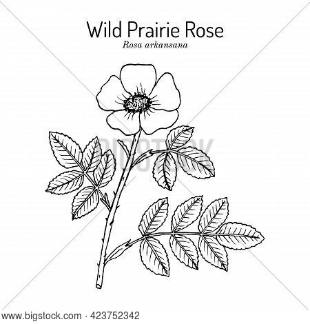 Wild Prairie Rose Rosa Arkansana , Ornamental Plant, Official State Flower Of Iowa And North Dakota.