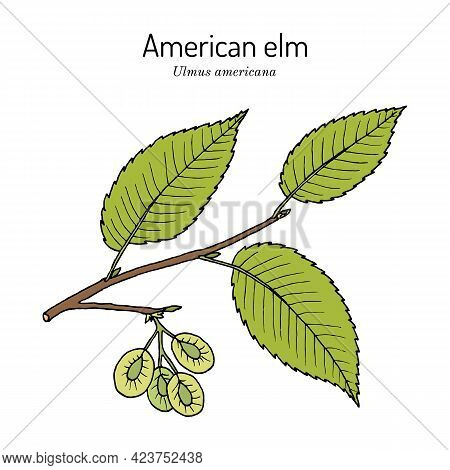 American, Or Water Elm Ulmus Americana The Official State Tree Of North Dakota. Botanical Hand Drawn