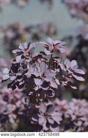 Smoke Tree Royal Purple - Latin Name - Cotinus Coggygria Royal Purple