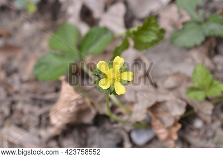 Indian Strawberry Flower - Latin Name - Duchesnea Indica (potentilla Indica)