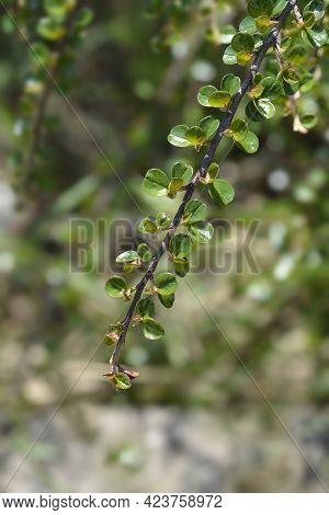 Rock Cotoneaster Branch - Latin Name - Cotoneaster Horizontalis