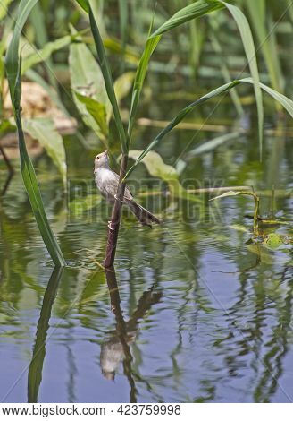 Eurasian Reed Warbler Acrocephalus Scirpaceus Stood In Grass Reeds Of River Bank Wetland