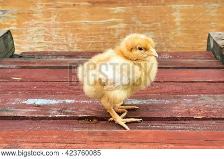 Yellow Small Chicken Chick With Dirty Paws And His Shit On Old Red Wood Boards Texture Background. T