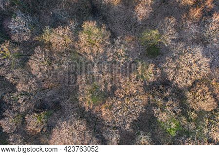 Top view of deciduous tree forest in the beginning of spring