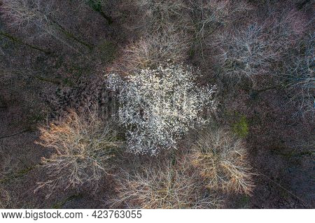 Top view of deciduous tree forest in the beginning of spring