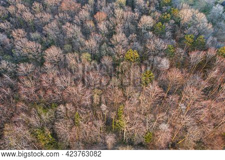 Top view of deciduous tree forest in the beginning of spring