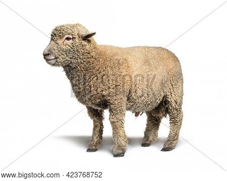 Southdown sheep, Babydoll, smiling sheep