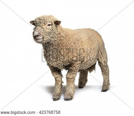 Southdown sheep, Babydoll, smiling sheep, isolated on white