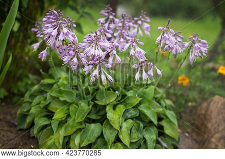 General View Of Flower Plant Of Hosta With Drops Waters In Rain Grow In Flowerbad In Summer.