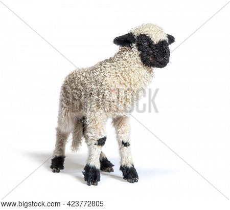 Valais Blacknose, German: Walliser Schwarznasenschaf, is a breed of domestic sheep originating in the Valais - 3 weeks old