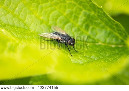 Fly (calliphora Uralensis) On Green Leaf Of Currant In Garden Outdoors In Spring.