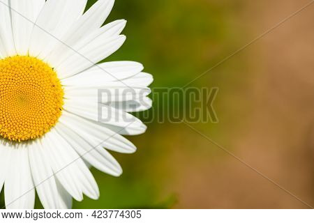 Close Up Of Beautiful Chamomile Flower In Sunny Garden On Background With Copyspace.